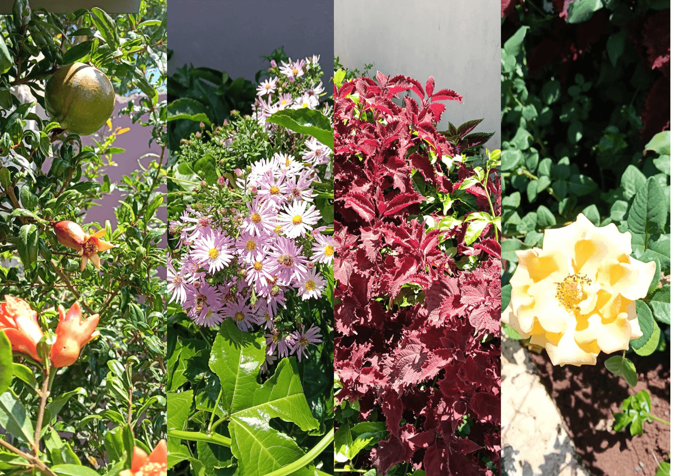 Image of variety of flowers, fruit trees, shade trees and shrubs growing within RosaBlu Hotel compound
